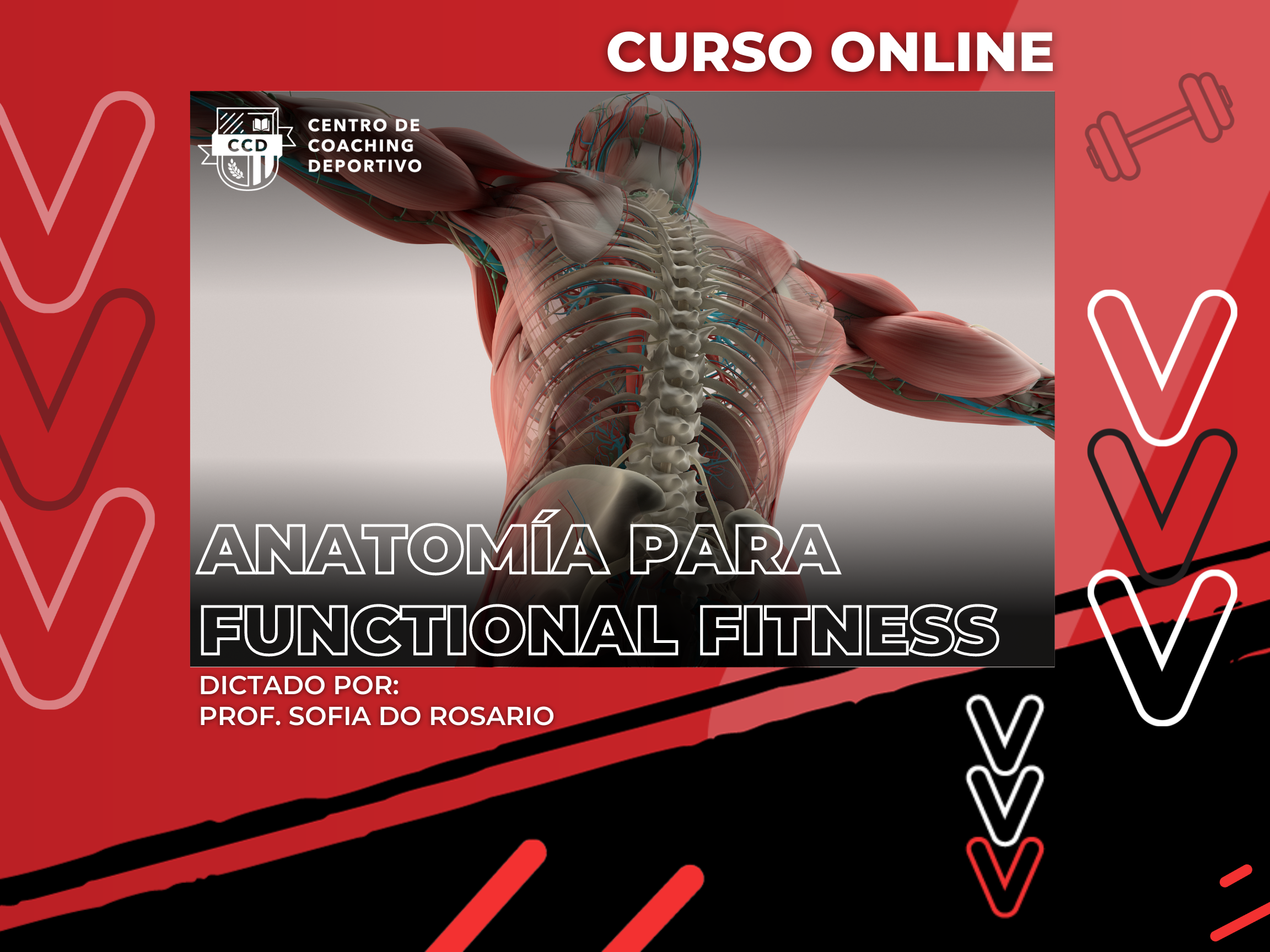 Anatomía para Functional Fitness